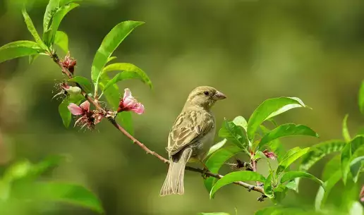 test image
