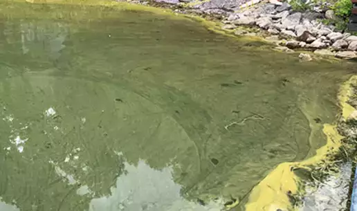 Grant Allows Biological Field Station to Test, Monitor Harmful Algal Blooms 