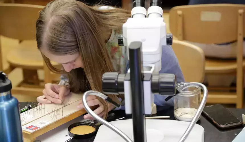 Biology student prepares specimens for an insect collection.
