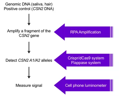 Field detection flow chart, which includes the four steps of detection