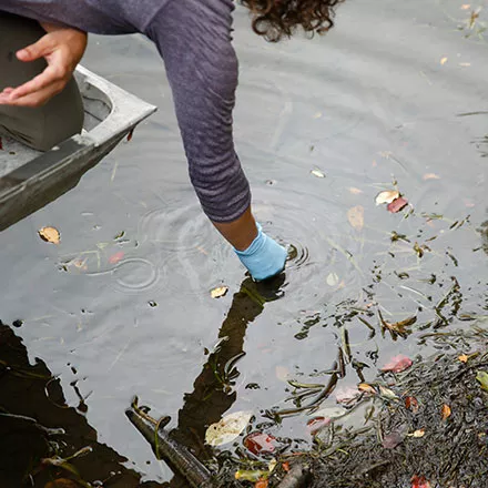 harmful algal blooms (HABs) 