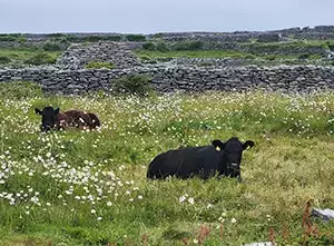 Heaney and Van Dick in Ireland