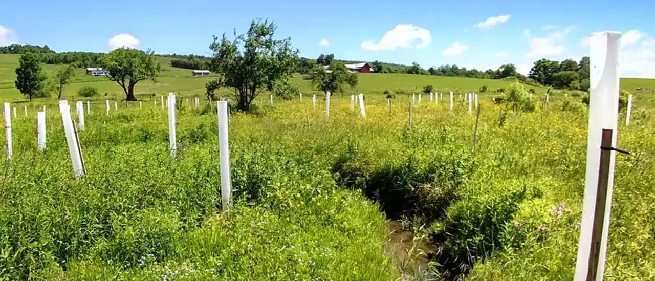 Partnership Plants 2,000 Trees to Lower Cyanobacteria Bloom Growth