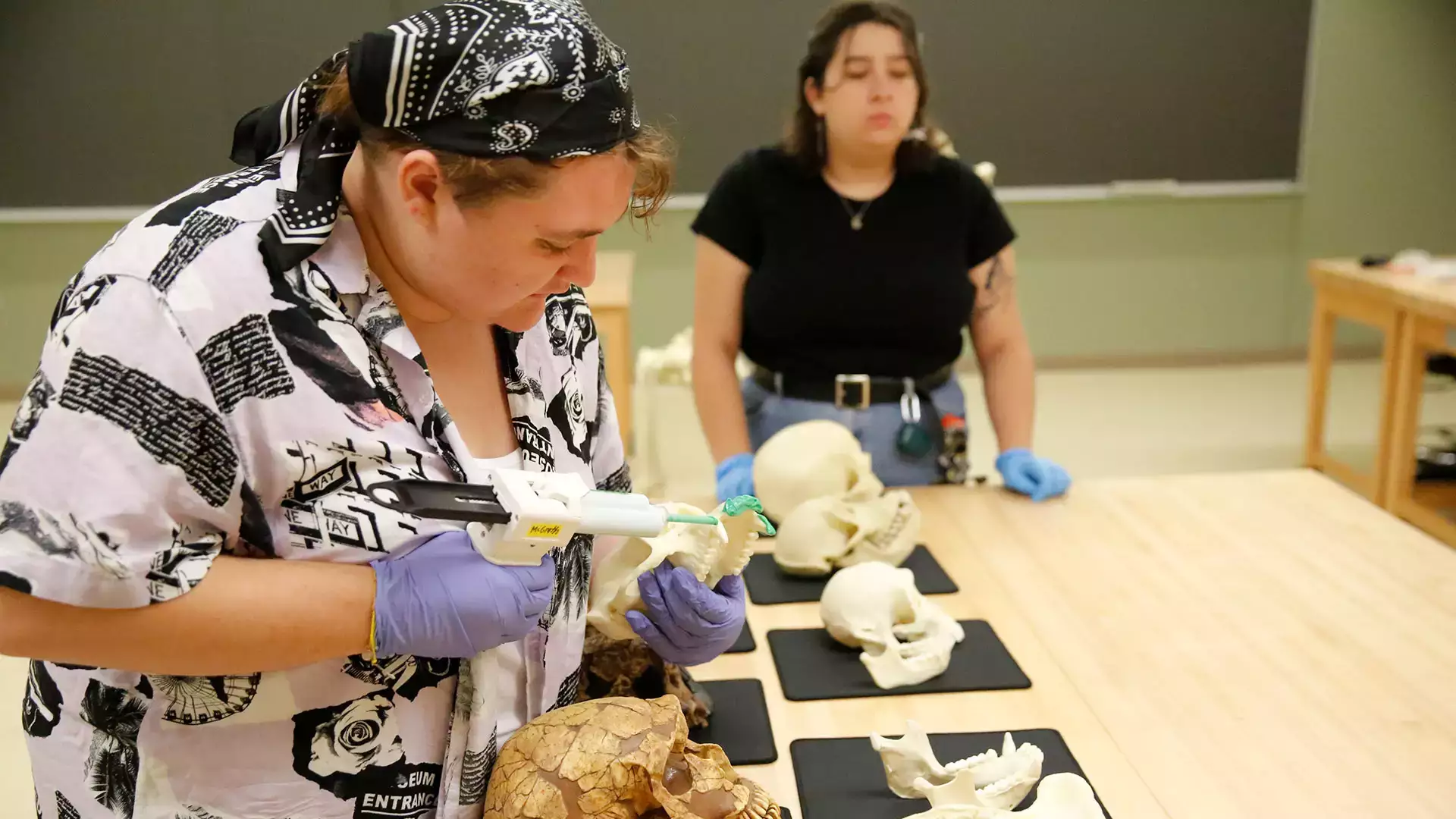 Students carefully observe and analyze dental replicas from different primates.