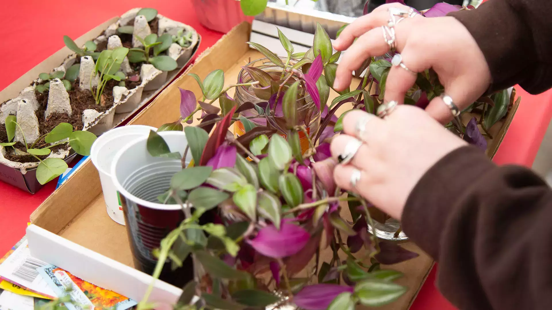 Environmental students promote plant exchange during Green Dragon Week.
