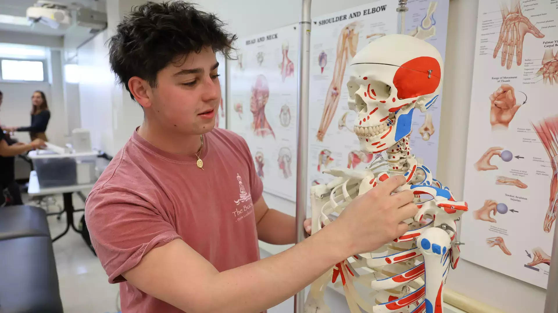 Exercise science student examining a model of the human skeletal system