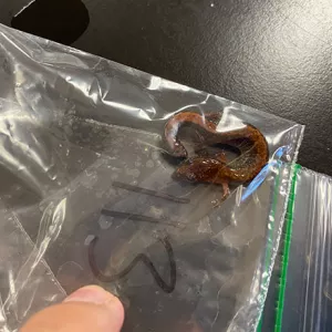 Salamander